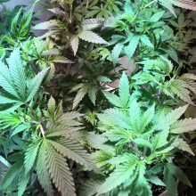 Review Image - Wedding Gelato Feminised Seeds