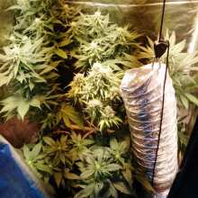 Review Image - Critical Orange Punch Auto Feminised Seeds