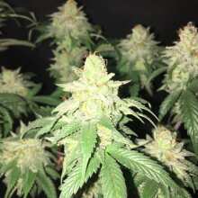 Review Image - GDP Auto x Gumberry Auto Feminised Seeds