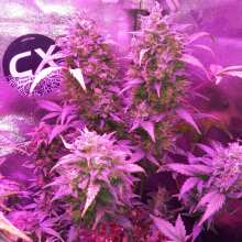 Review Image - Original Chemdawg Auto Feminised Seeds