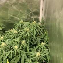 Review Image - Royal Critical Auto Feminised Seeds