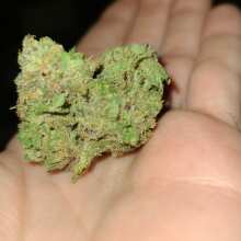 Review Image - Critical Purple Kush Feminised Seeds