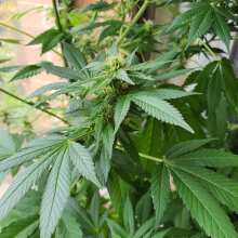 Review Image - Critical Purple Kush Feminised Seeds