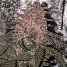 Review Image - Ayahuasca Purple Feminised Seeds