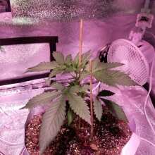 Review Image - Special Queen #1 Feminised Seeds