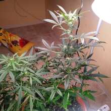 Review Image - Green Crack Auto Feminised Seeds