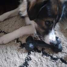 Überprüfen Sie das Bild - Extreme Bone: Robustes, Naturkautschuk Kau-Spielzeug für Hunde mit Beef-Duft, BPA- und Giftstofffrei