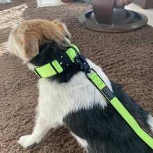 Image de révision - Taktische Führleine mit Froschkarabiner aus Hartaluminium Neon Grün