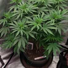 Review Image - Gorilla Breath Feminised Seeds