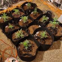 Review Image - Gelat.OG Feminised Seeds