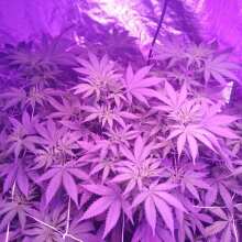 Review Image - Wedding Cake Feminised Seeds