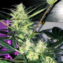 Review Image - Pineapple Glue Auto Feminised Seeds