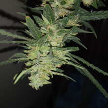 Review Image - Pineapple Glue Auto Feminised Seeds