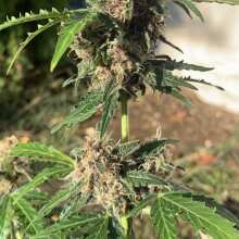 Review Image - Purple Punch Auto Feminised Seeds