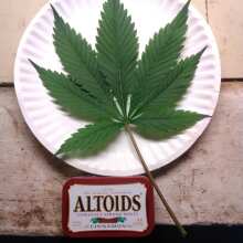 Überprüfen Sie das Bild - Wembley Feminised Seeds