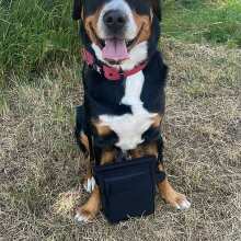 Image de révision - Gassi Umhängetasche - Schwarz