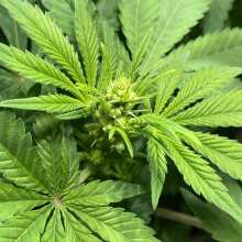 Review Image - Hindu Kush Regular Seeds