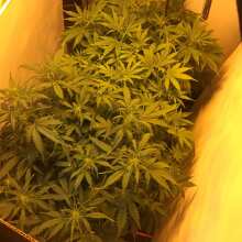 Review Image - Pineapple Express Auto Feminised Seeds