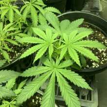 Review Image - Doctor Seedsman CBD 30:1 Feminised Seeds