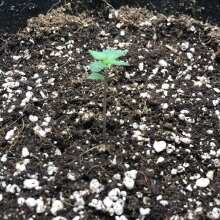 Überprüfen Sie das Bild - Charlotte's Angel CBD Auto Feminised Seeds