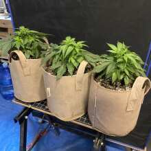 Image de révision - Wild Thailand Feminised Seeds