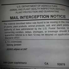 Überprüfen Sie das Bild - Swiss Dream CBD Auto Feminised Seeds