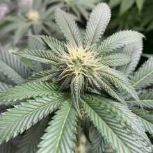 Review Image - Alaskan Purple Feminised Seeds