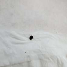 Image de révision - Chocolate Kush Feminised Seeds - 5