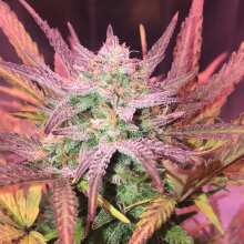 Review Image - Green Crack Auto Feminised Seeds