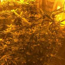 Image de révision - Bubble Kush Feminised Seeds