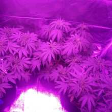 Review Image - Gorilla Breath Feminised Seeds