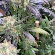 Review Image - Grand Daddy Purple Regular Seeds - 10