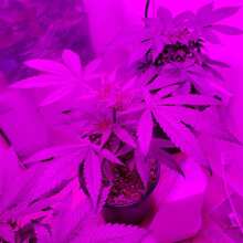 Review Image - Super Silver Haze Feminised Seeds