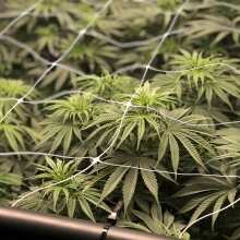 Image de révision - Ghost Train Haze #1 Feminised Seeds - 6