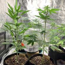 Überprüfen Sie das Bild - Purplediol CBD Auto Feminised Seeds