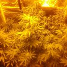 Image de révision - Fruit Punch Auto Feminised Seeds