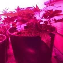 Image de révision - Early Skunk Feminised Seeds