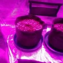 Review Image - Gorilla Zkittlez Feminised Seeds