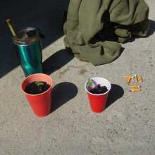 Image de révision - Fantasmo Express Auto Feminised Seeds