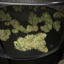 Review Image - Fast and Vast Auto Feminised Seeds