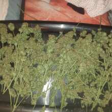 Review Image - Critical Orange Punch Auto Feminised Seeds