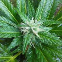 Review Image - Glue Auto Feminised Seeds (formerly Gorilla Glue)