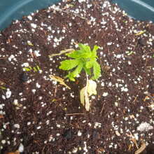 Überprüfen Sie das Bild - Biodiesel Mass Auto Feminised Seeds