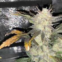 Review Image - Sour Stomper Auto Feminised Seeds