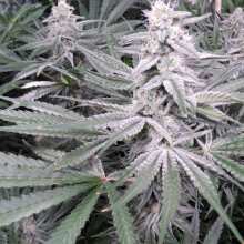 Review Image - Blueberry Feminised Seeds - 5