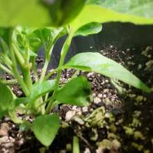 Überprüfen Sie das Bild - Blue Pyramid Auto Feminised Seeds