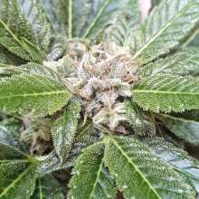 Review Image - Grapefruit Auto Feminised Seeds