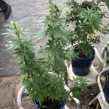 Review Image - Acapulco Gold Feminised Seeds