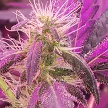 Image de révision - Think Different Auto Feminised Seeds