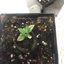 Image de révision - Purple Trainwreck Feminised Seeds